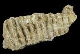 Fossil Hadrosaur Maxilla (Upper Jaw) Section - Texas #116513-1